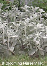 Stachys byzantina                                 